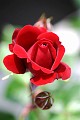 222_2227 rote_Rose